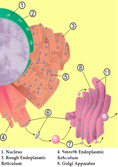how do cell organelles work together