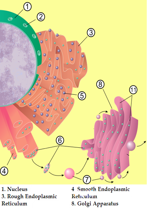 Cell parts and functions (article)