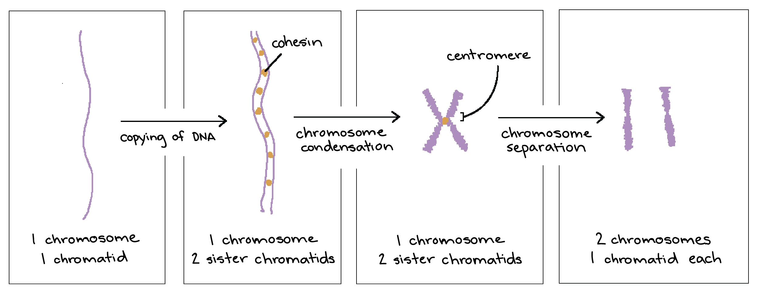 chromatin-and-chromosomes