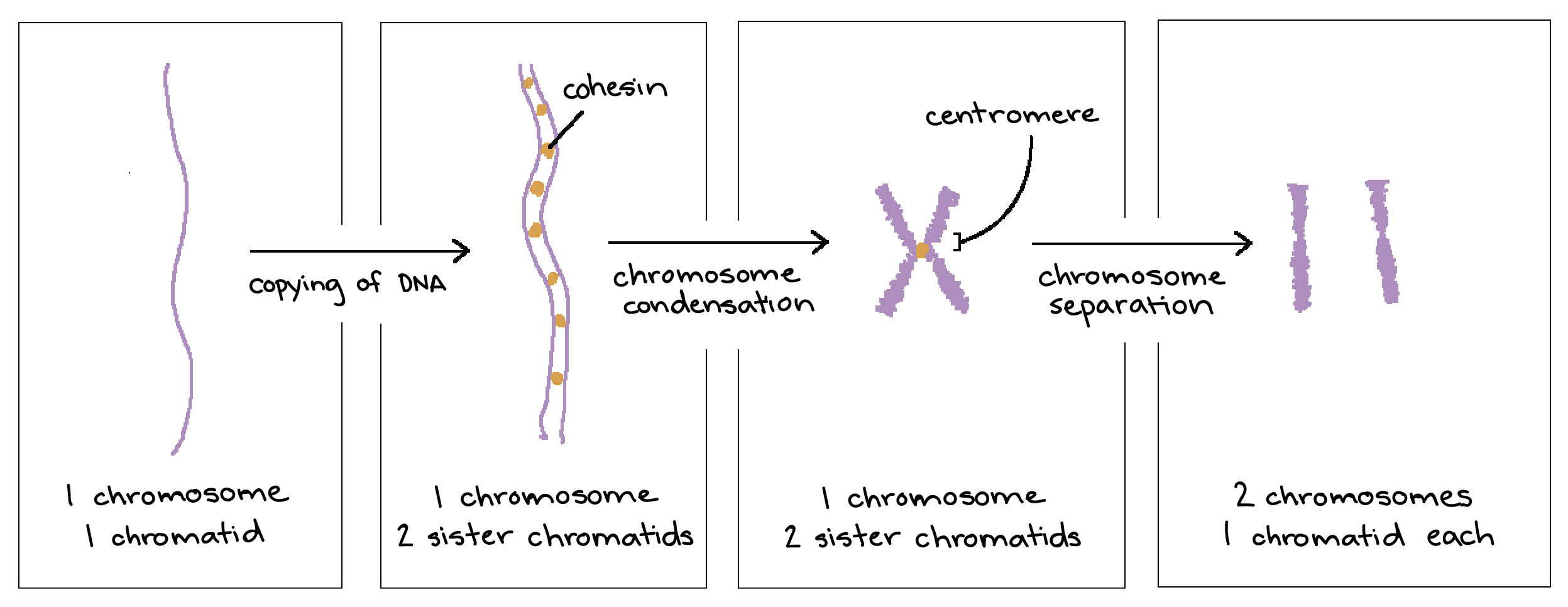 centromere separation