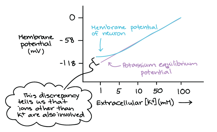 Graph depicting membrane potential (mV) on the Y-axis and extracellular [K+] (mM) on the X-axis.

The potassium equilibrium potential forms a straight diagonal line with a positive slope on this graph.

The actual membrane potential of an neuron follows the potassium equilibrium potential in most of the graph. However, it deviates at low K+ concentrations in that it is higher (less negative) than the potassium equilibrium potential.

This discrepancy tells us that ions other than K+ are also involved.
