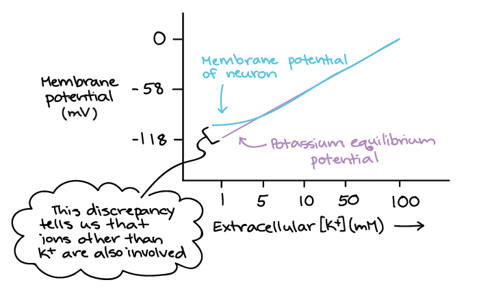 Membrane Potential Resting Membrane Potential Article Khan Academy