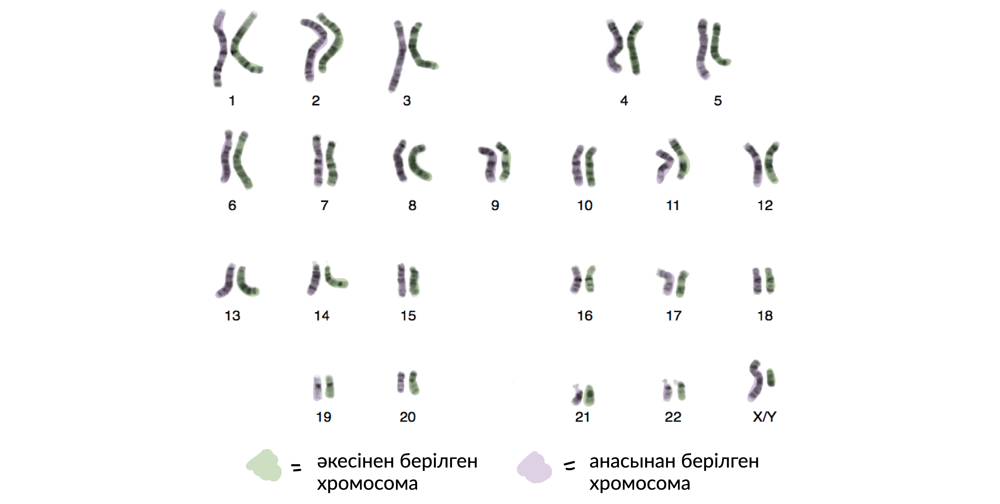 Мөлдір піскен