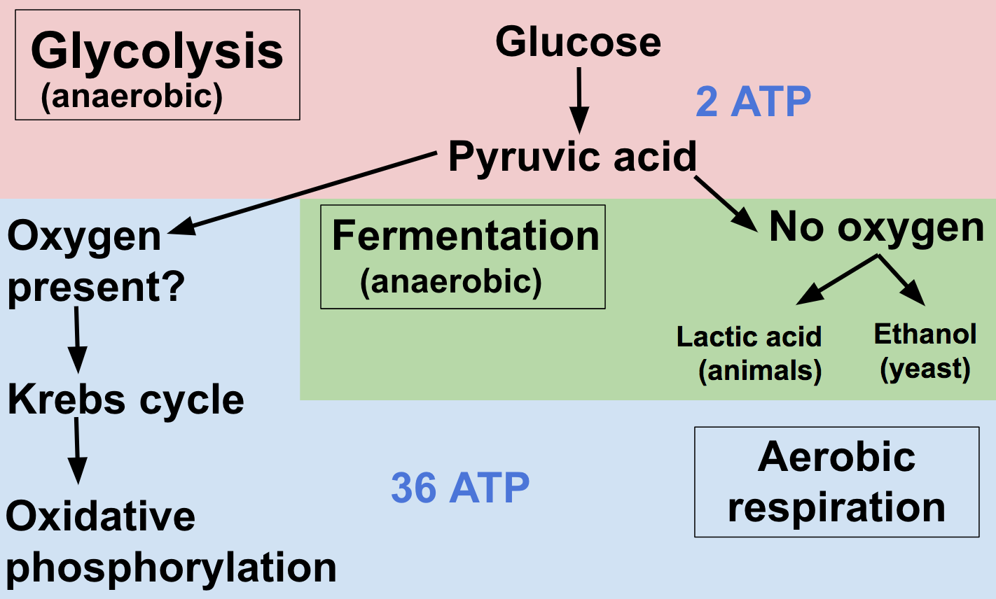 Cellular Respiration Review Article Khan Academy