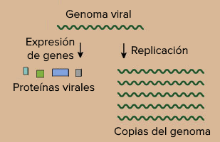 El genoma viral se copia y sus genes también se expresan para formar proteínas virales.