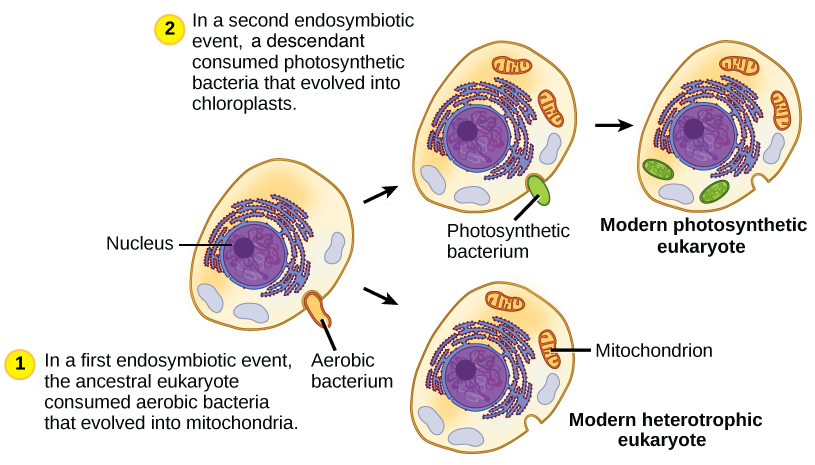 Mitochondria And Chloroplasts Article Khan Academy