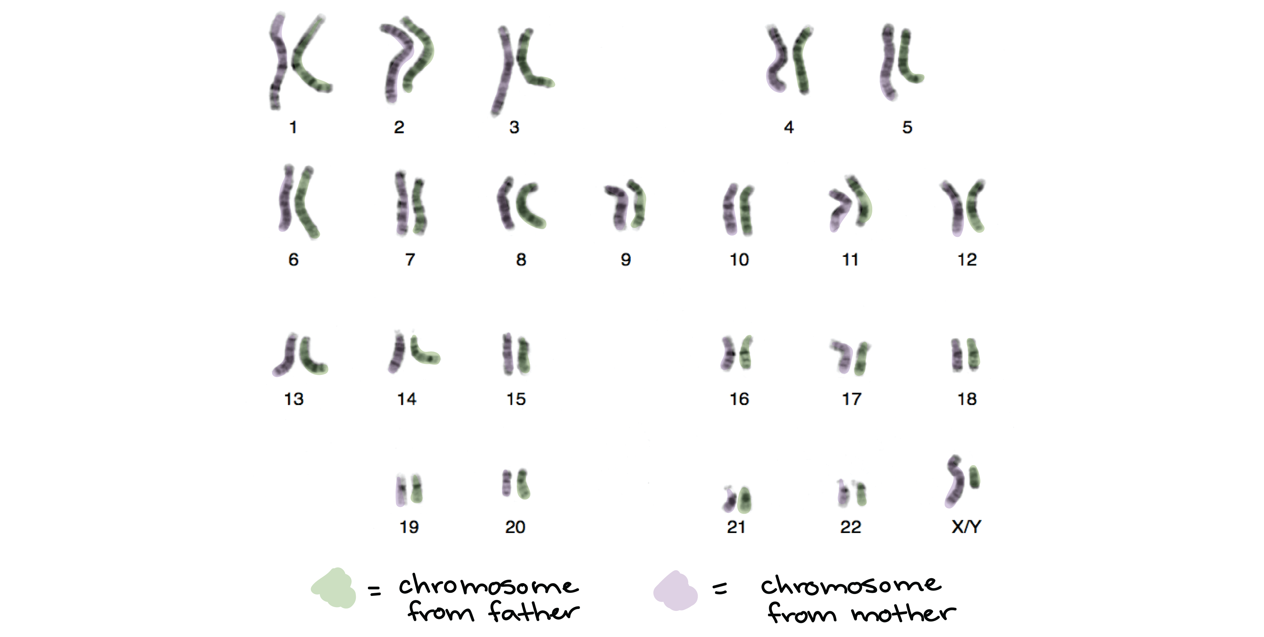 Chromosome structure and numbers review (article) | Khan Academy