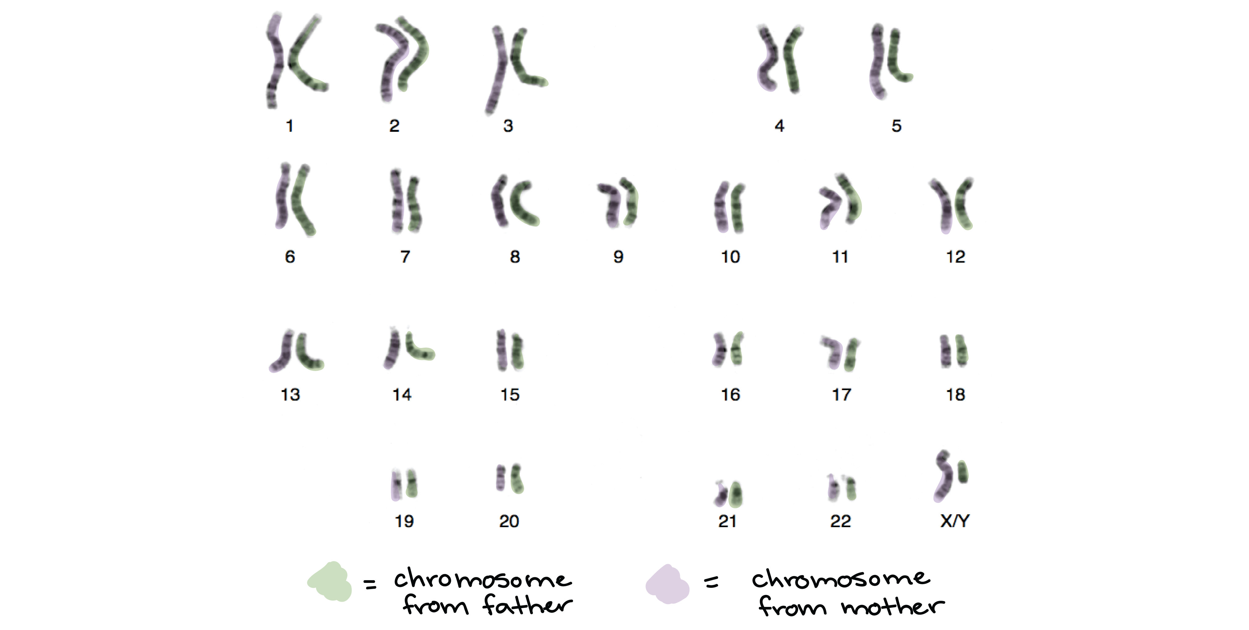 how many chromosomes would be found in a dog zygote