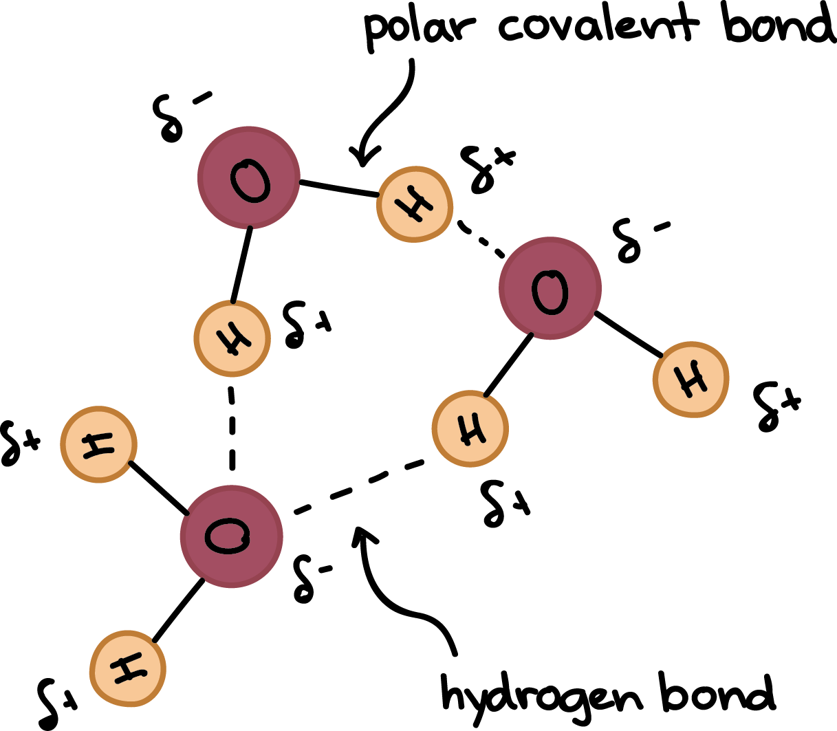 Water molecules forming hydrogen bonds with one another. The partial negative charge on the O of one molecule can form a hydrogen bond with the partial positive charge on the hydrogens of other molecules.