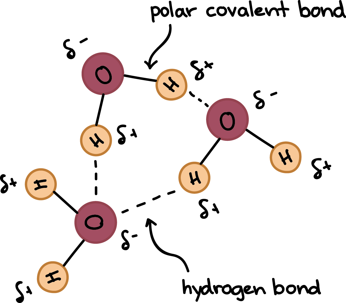 hydrogen bond model