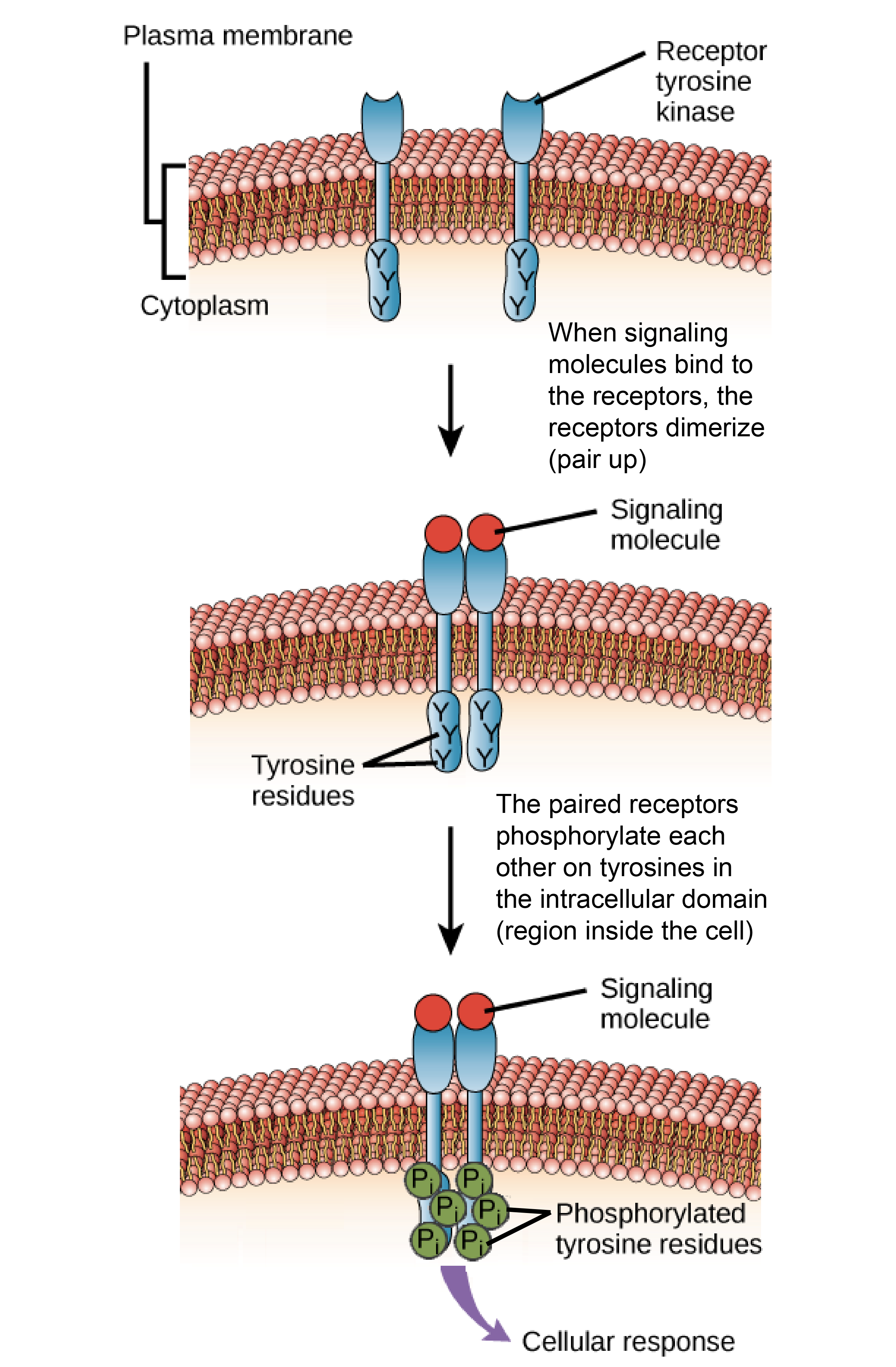 How are receptor tyrosine kinases and steroid hormone receptors similar 3