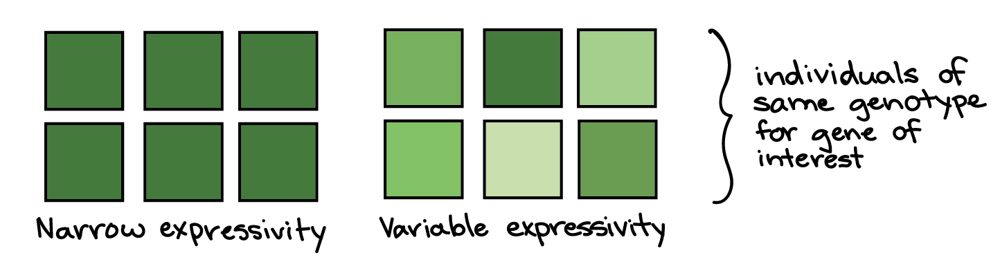 Expressividade estreita: todos os seis quadrados são verdes escuros.

Expressividade variável: os seis quadrados têm vários tons de verde.

Os quadrados em cada exemplo representam indivíduos do mesmo genótipo para o gene de interesse.