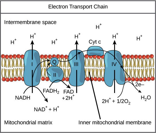 mitochondrial matrix