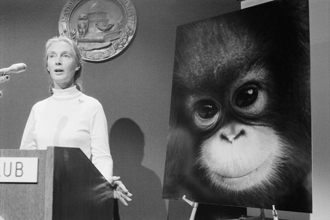 Jane Goodall | 6. Early Humans (article) | Khan Academy