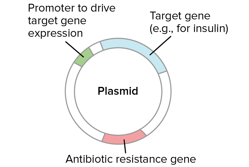 Escherichia coli plasmids