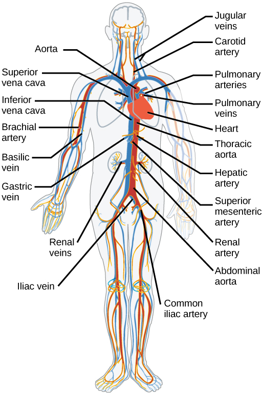 simple cardiovascular system diagram