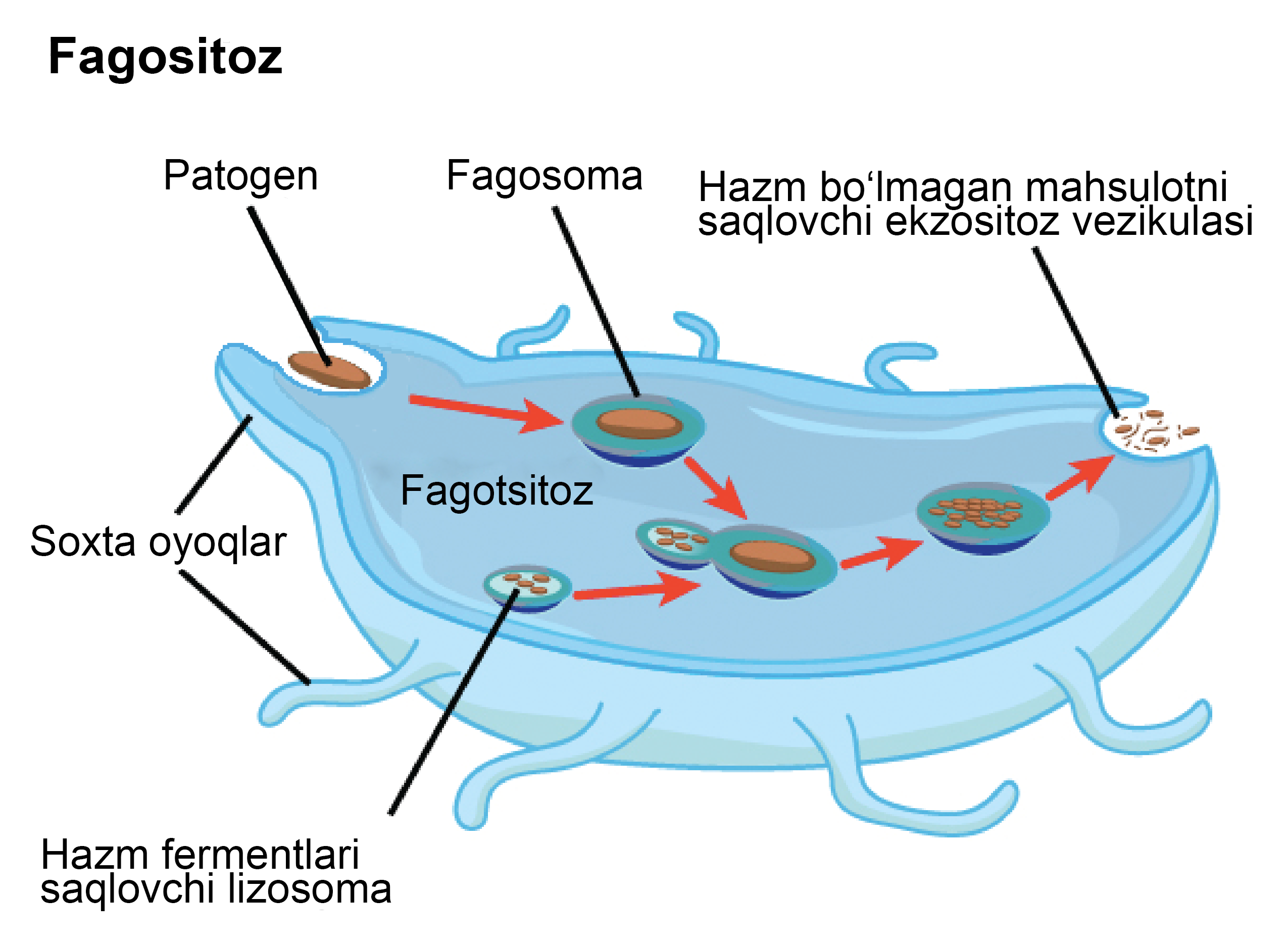 Porno naruto w puden