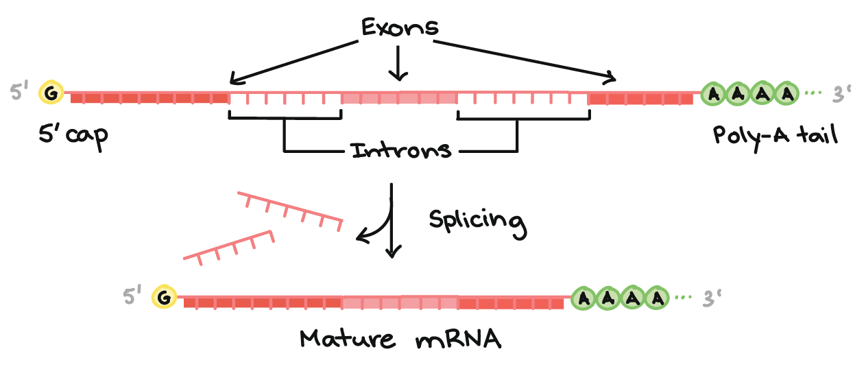 Parte superior da imagem: Diagrama de um pré-RNAm com um cap 5'  e 3' cauda poli-A 3'. O cap 5' está na extremidade 5' do pré-RNAm e é um nucleotídeo G modificado. A cauda poli-A está na extremidade 3' do pré-RNAm e consiste de uma longa seqüência de nucleotídeos A (apenas alguns dos quais são mostrados).

O pré-RNAm ainda contém éxons e íntrons. Ao longo do comprimento do RNAm, há um padrão alternado de éxons e íntrons:  Éxon 1 -  Íntron 1 - Éxon 2 -  Íntron 2 - Éxon 3. Cada um consiste de um trecho de nucleotídeos de RNA.

Durante o splicing, os íntrons são removidos do pré-RNAm, e os éxons são unidos para formar um RNAm maduro.

Parte inferior da imagem: RNAm maduro que não contém as sequências de íntrons (Éxon 1 - Éxon 2 - Éxon 3 apenas).