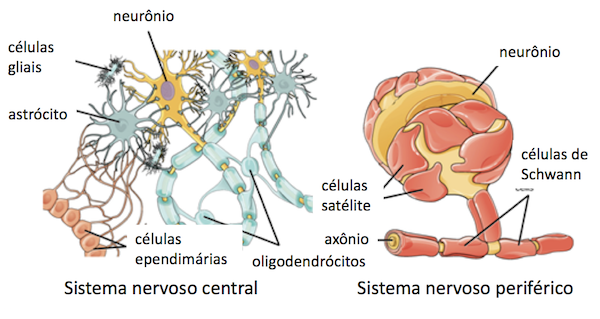 Painel Sistema Nervoso Central