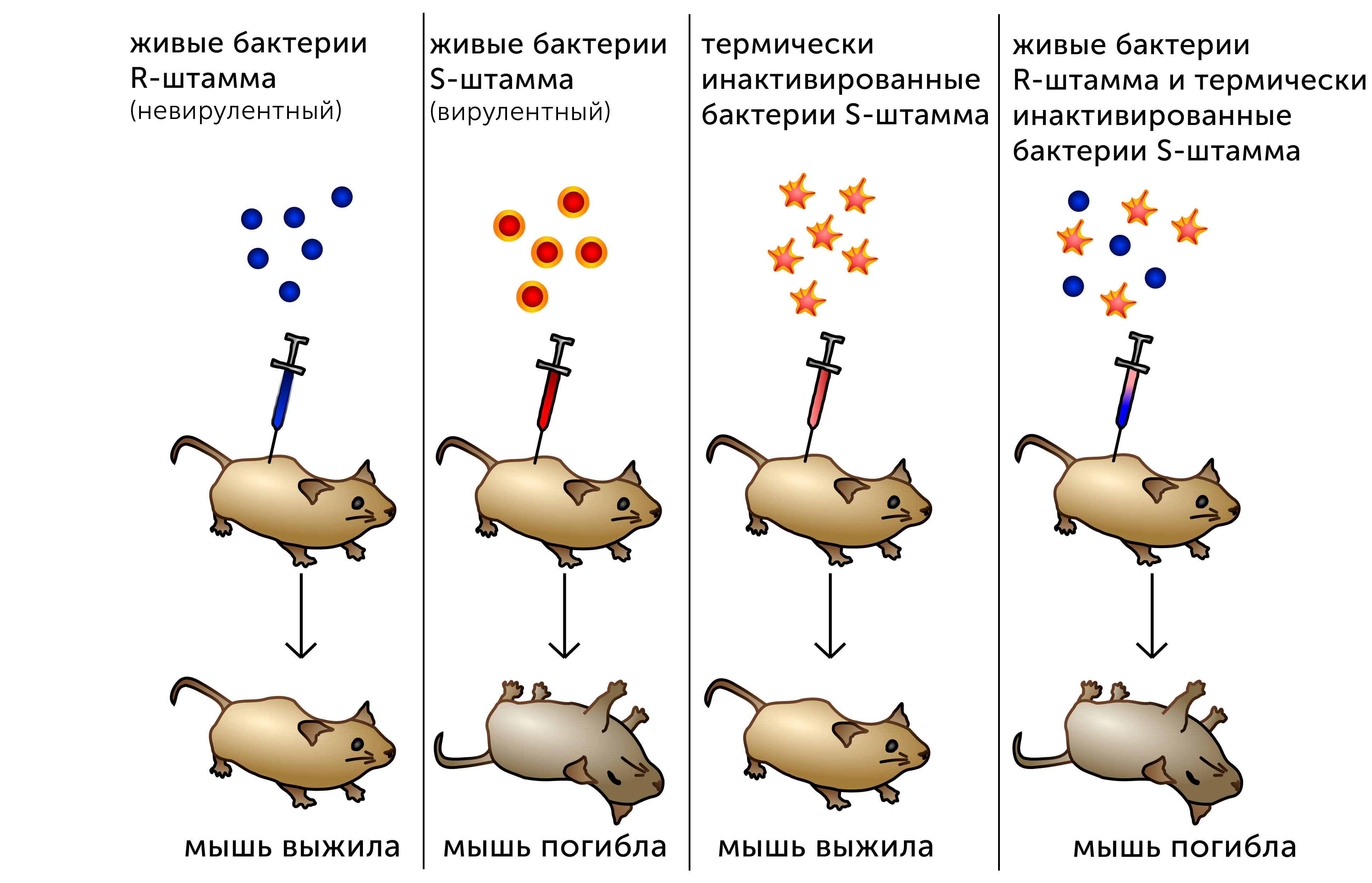 Трансформация кратко. Эксперимент Гриффита с мышами. Опыт Гриффита с мышами. Гриффитс трансформация бактерий.