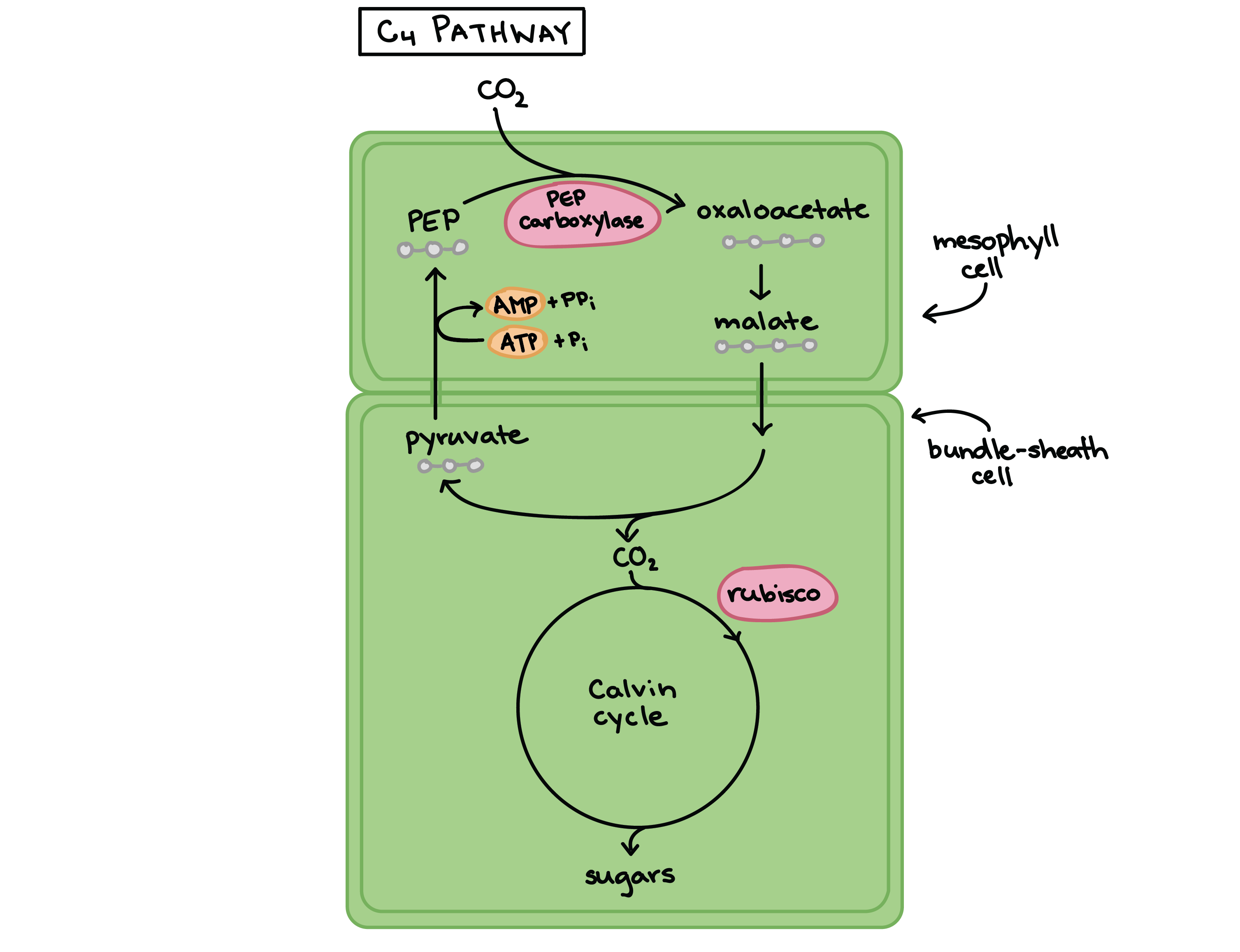 C четырьмя. C4 Pathway. C3 c4 Plants. C3 и c4 фотосинтез схема. C3 c4 фотосинтез.