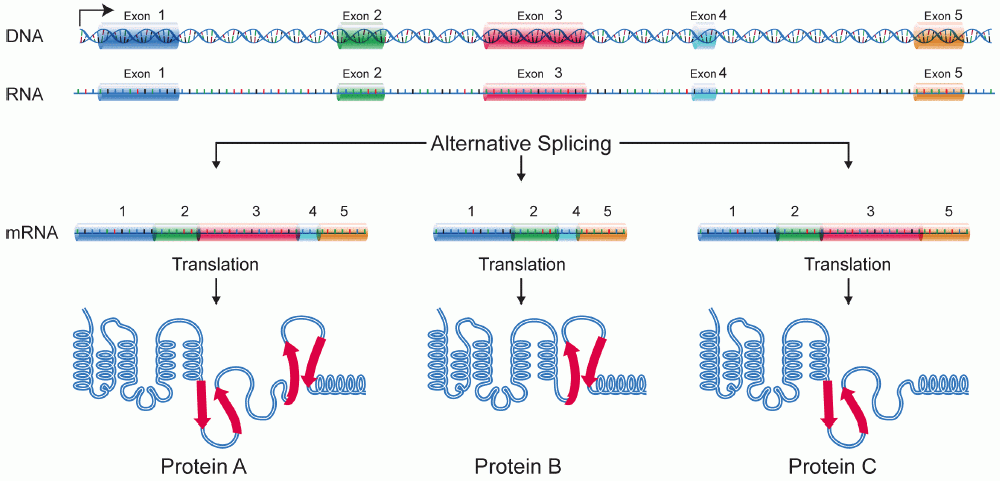 Diagrama do splicing alternativo.

Uma sequência de DNA codifica um transcrito de pré-RNAm que contém cinco áreas que potencialmente podem ser usadas como éxons: Éxon 1, Éxon 2, Éxon 3, Éxon 4 e Éxon 5. Os éxons são arranjados em ordem linear ao longo do pré-RNAm e têm íntrons entre eles.

No evento de splicing #1, todos os cinco éxons são mantidos no RNAm maduro. Ele consiste em Éxon 1 - Éxon 2 - Éxon 3 - Éxon 4 - Éxon 5. Quando ele é traduzido, ele especifica a Proteína A, uma proteína com cinco domínios: Mola1 (especificada pelo Éxon 1), Mola 2 (especificada pelo Éxon 2), Loop 3 (especificado pelo Éxon 3), Loop 4 (especificado pelo Éxon 4), e Mola 5 (especificado pelo Éxon 5).

No evento de splicing #2, Éxon 3 não é incluído no RNAm maduro. Ele consiste em Éxon 1 - Éxon 2 - Éxon 4 - Éxon 5. Quando traduzido, ele especifica a Proteína, B uma proteína com cinco domínios: Mola 1 (especificada pelo Éxon 1), Mola 2 (especificada pelo Éxon 2), Loop 4 (especificado pelo Éxon 4), e Mola 5 (especificada pelo Éxon 5). Ela não contém o Loop 3 porque o Éxon 3 não está presente no RNAm.

No evento de splicing #3, o Éxon 4 não está incluído no RNAm maduro. Ele consiste do Éxon 1 - Éxon 2 - Éxon 3 - Éxon 5. Quando traduzido ele especifica a Proteína C, uma proteína com quatro domínios: Mola 1 (especificada pelo Éxon 1), Mola 2 (especificada pelo Éxon 2), Loop 3 (especificado pelo Éxon 3), e Mola 5 (especificada pelo Éxon 5). Ela não contém o Loop 4 porque o Éxon 4 não está presente no RNAm.