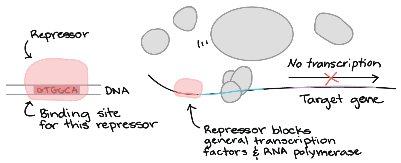 rna polymerase binding site for