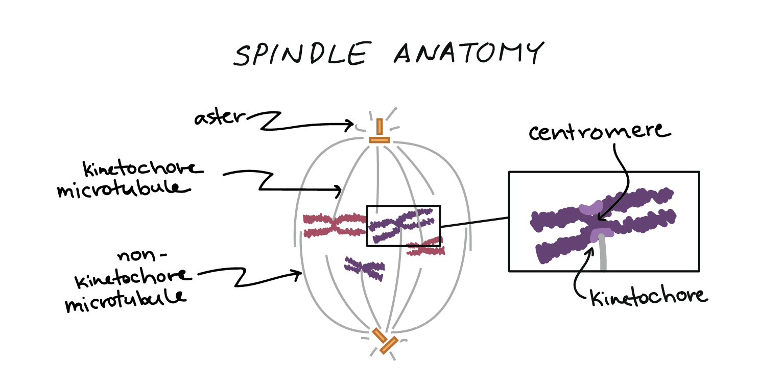 Phases Of Mitosis Mitosis Biology Article Khan Academy