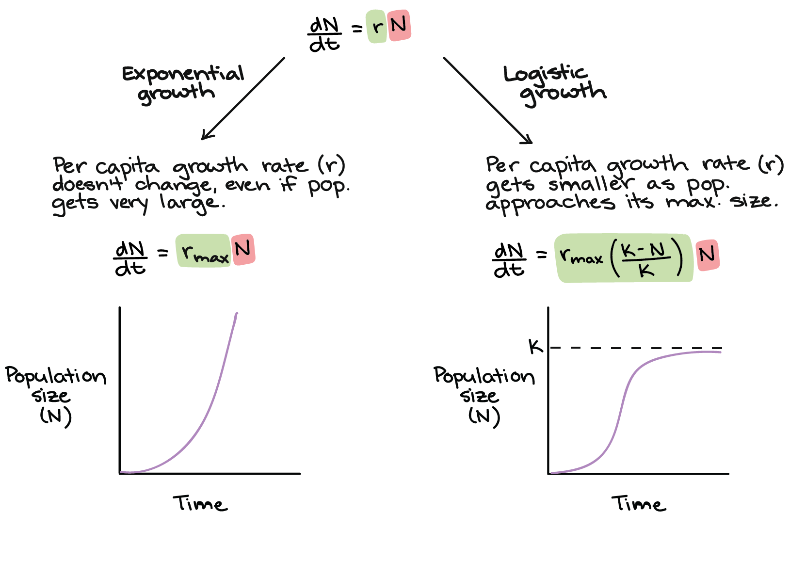 exponential growth biology