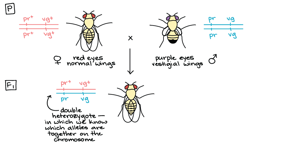 BY210 - Chapter 7 - Linkage, Recombination, and Eukaryotic Gene