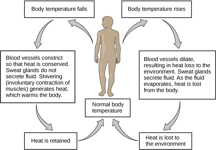 homeostasis in humans diagram