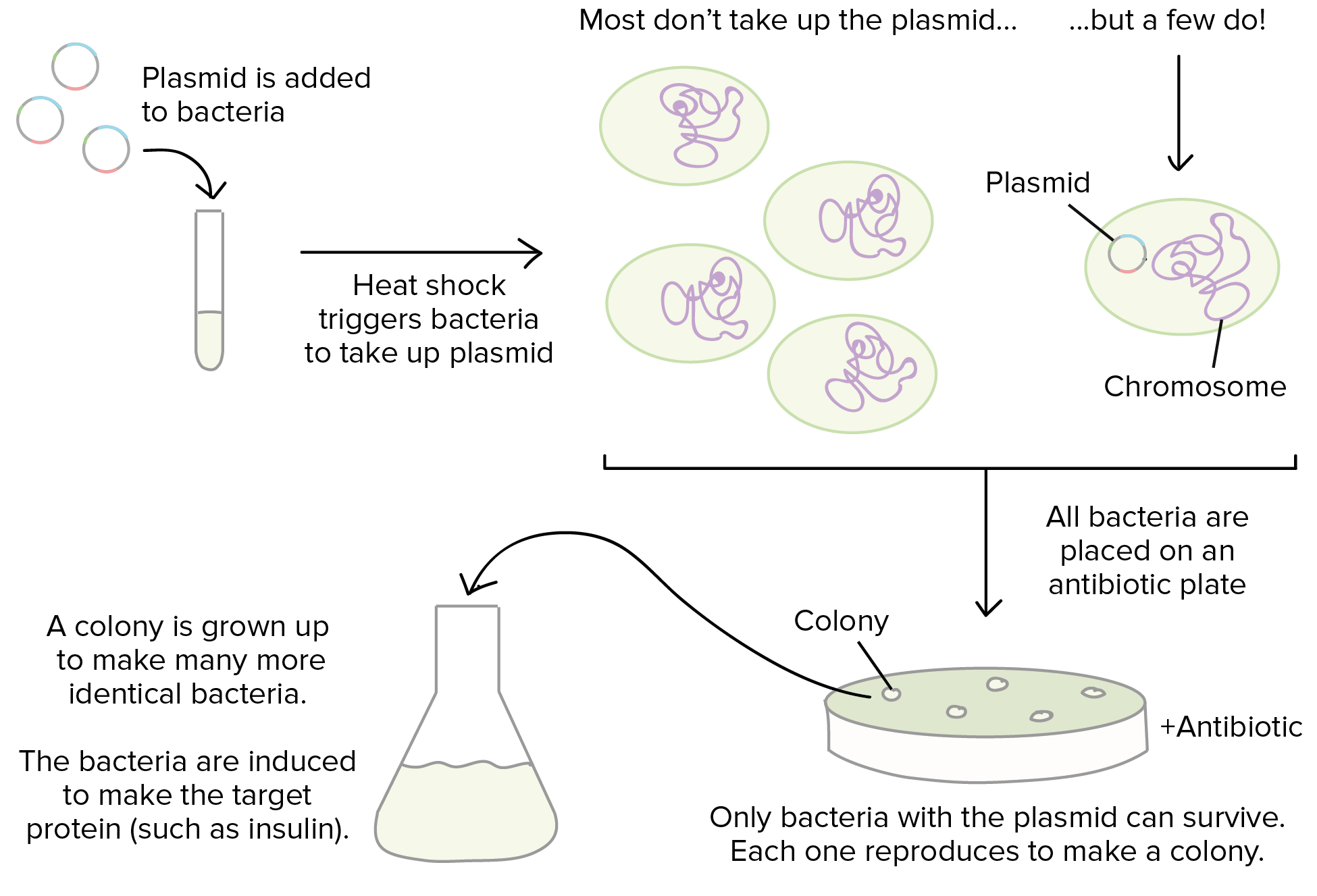 prokaryotic reproduction