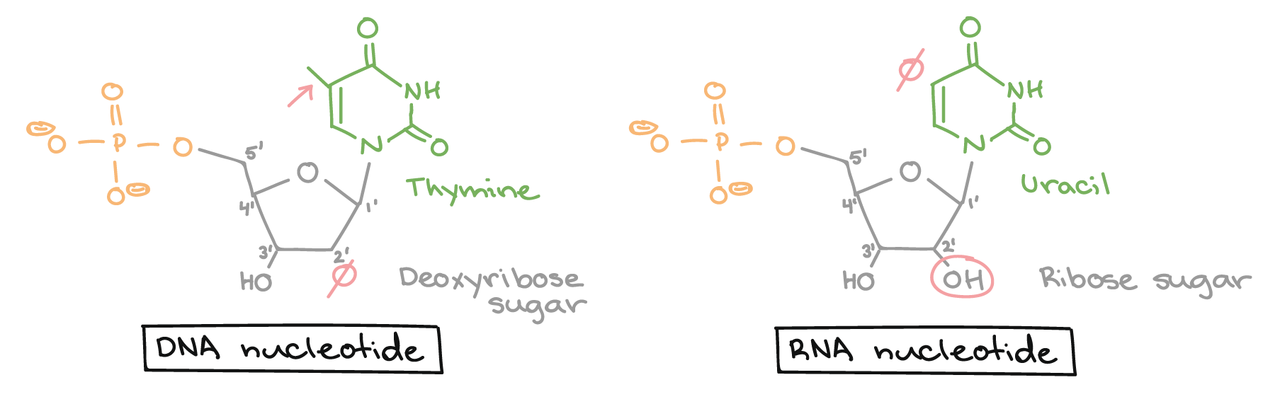 DNA nucleotide: lacks a hydroxyl group on the 2' carbon of the sugar (i.e., sugar is deoxyribose). Bears a thymine base that has a methyl group attached to its ring.

RNA nucleotide: has a hydroxyl group on the 2' carbon of the sugar (i.e., sugar is ribose). Bears a uracil base that is very similar in structure to thymine, but does not have a methyl group attached to the ring.