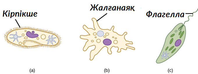 Жетілген әйелдің аяғын жалау (фото)
