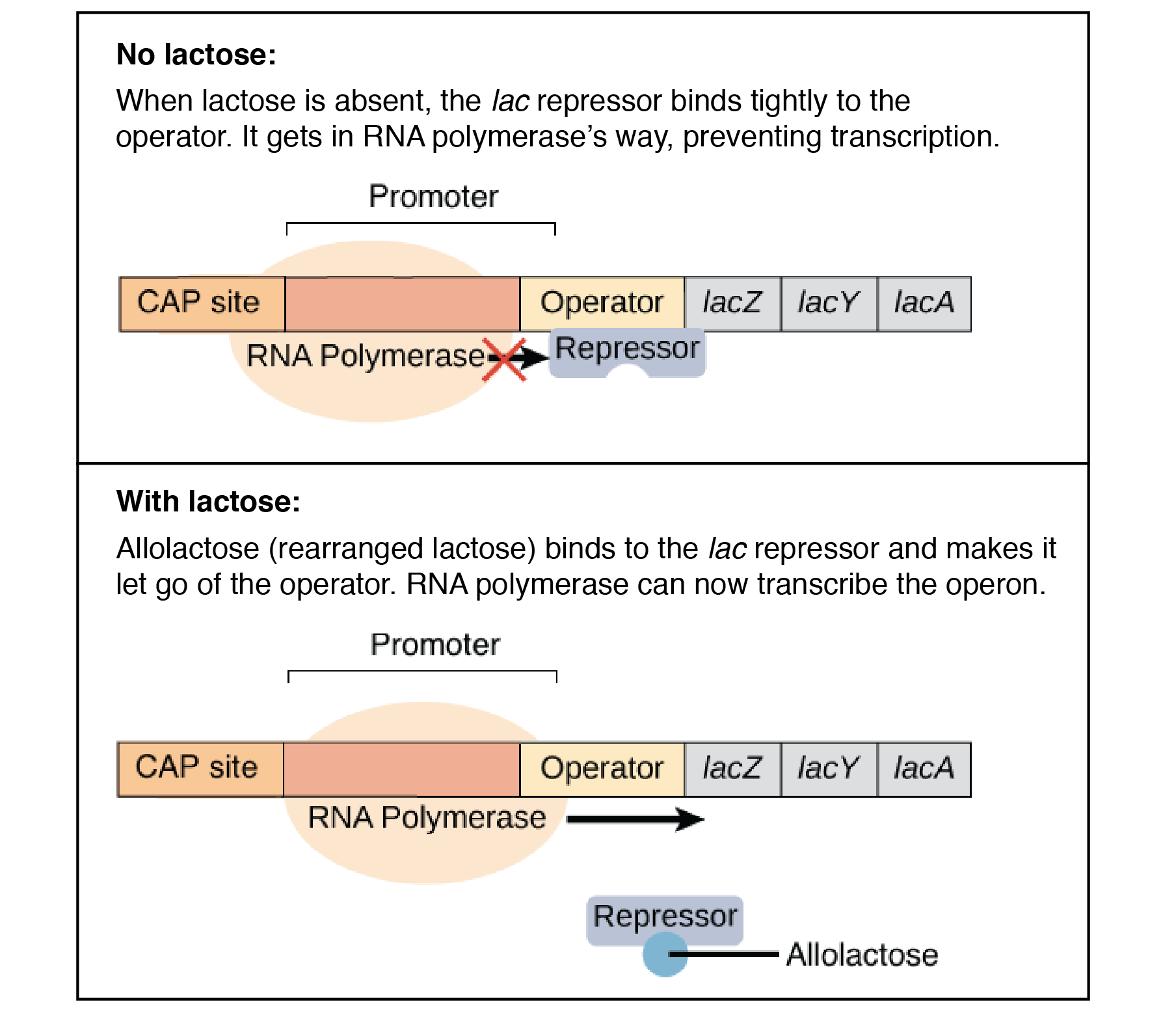 Solved Normal function of the lac operon means that the cell