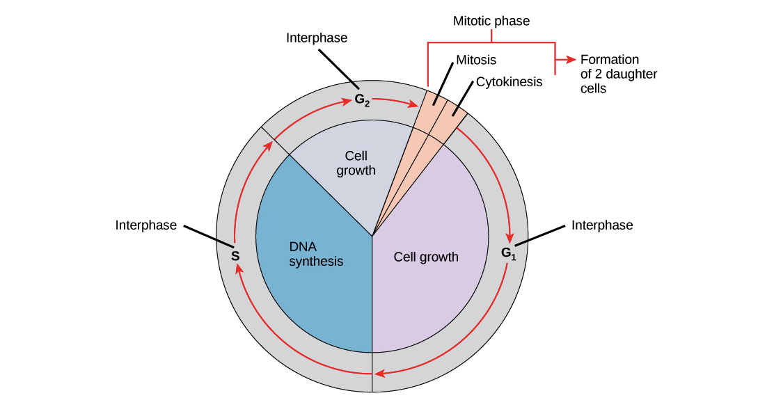 Phases of the cell cycle (article) | Khan Academy