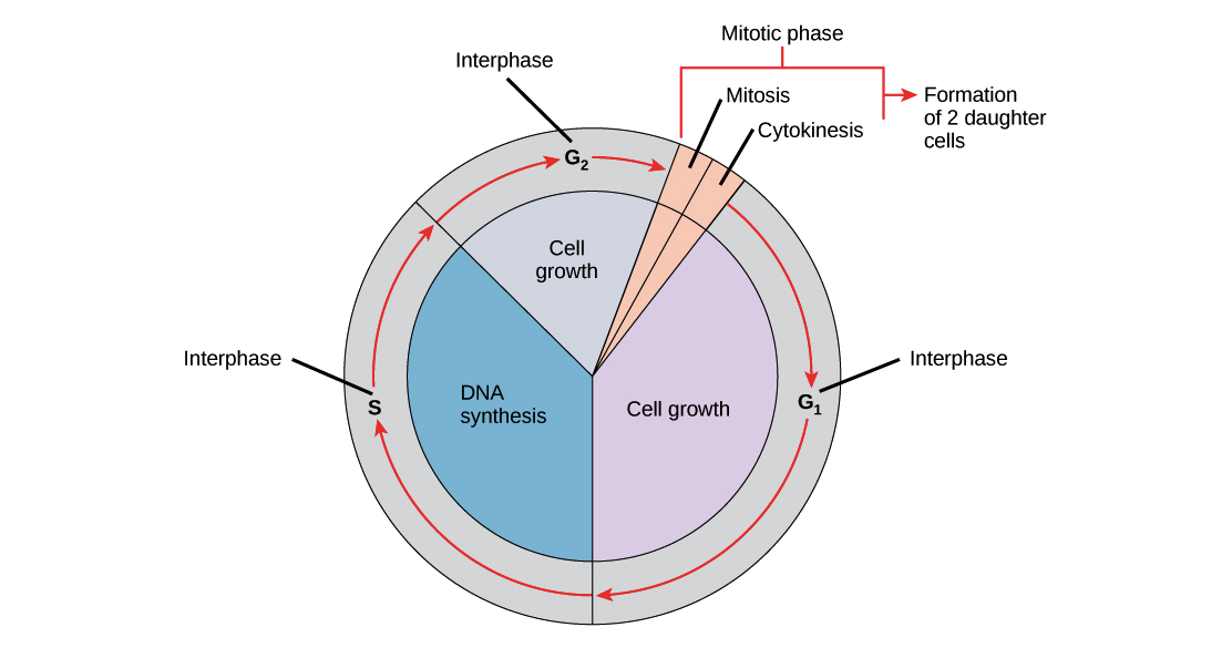 the cell cycle mitosis diagram