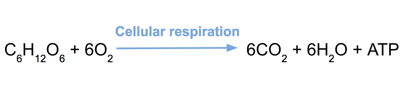 In cellular respiration, glucose and oxygen react to form ATP.  Water and carbon dioxide are released as byproducts. 