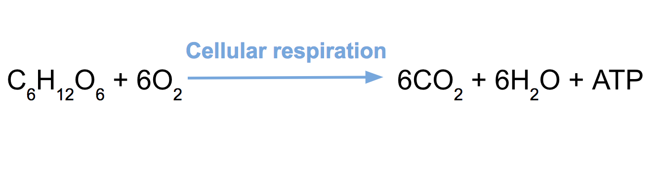 In cellular respiration, glucose and oxygen react to form ATP. Water and carbon dioxide are released as byproducts. 