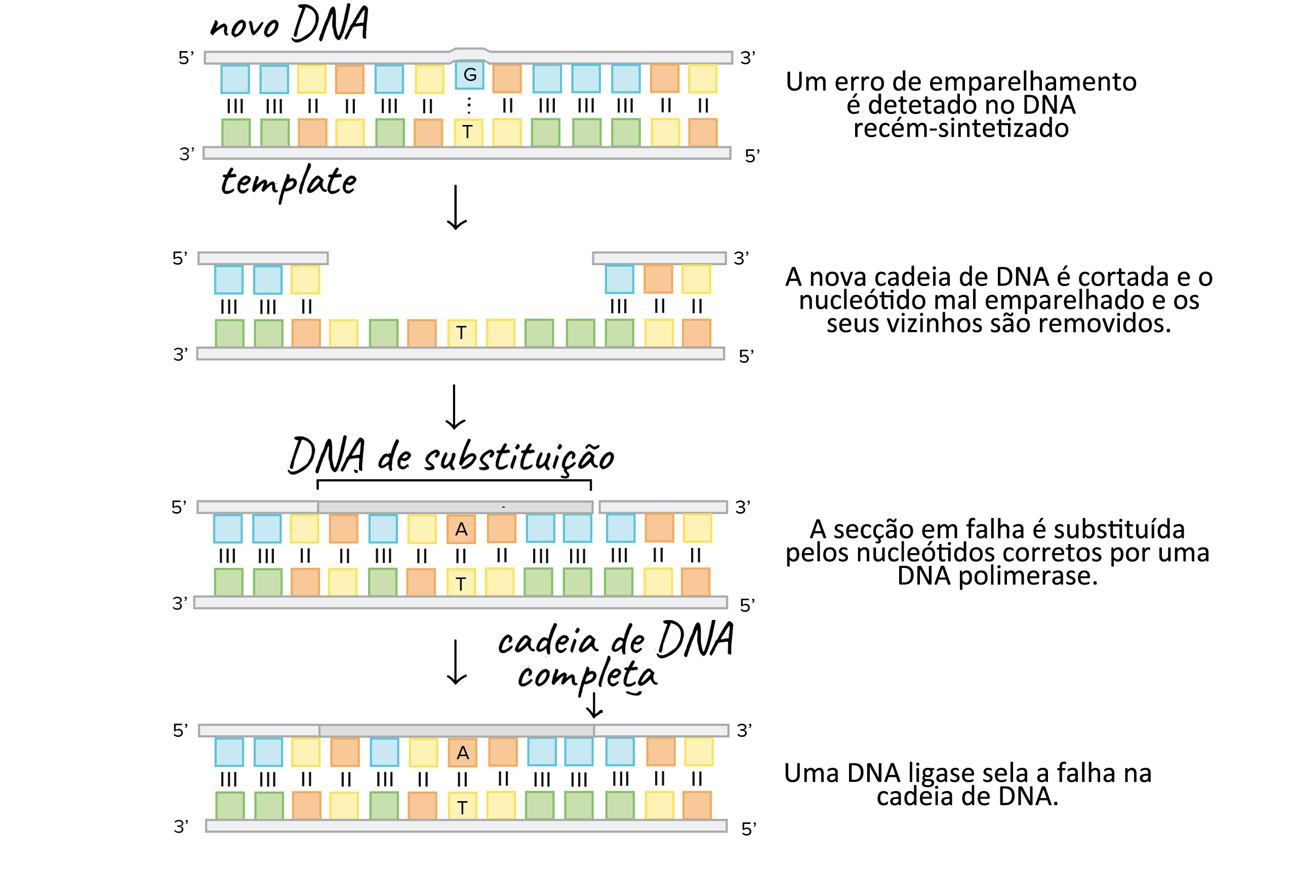 Verificação e reparo de DNA (artigo) | Khan Academy, image size:2550x1725