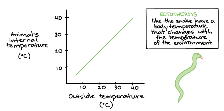 Gráfico da temperatura interna da cobra em diferentes temperaturas externas.

Eixo x: temperatura externa em graus Celsius, de 0 a 40 graus

Eixo Y: temperatura animal interna em graus Celsius, de 0 a 40 graus

A temperatura corpórea da cobra varia com a temperatura externa, formando uma linha inclinada de 5 graus Celsius a 42 graus Celsius, aproximadamente.

A cobra é ectotérmica; sua temperatura corporal muda com a temperatura do seu ambiente.