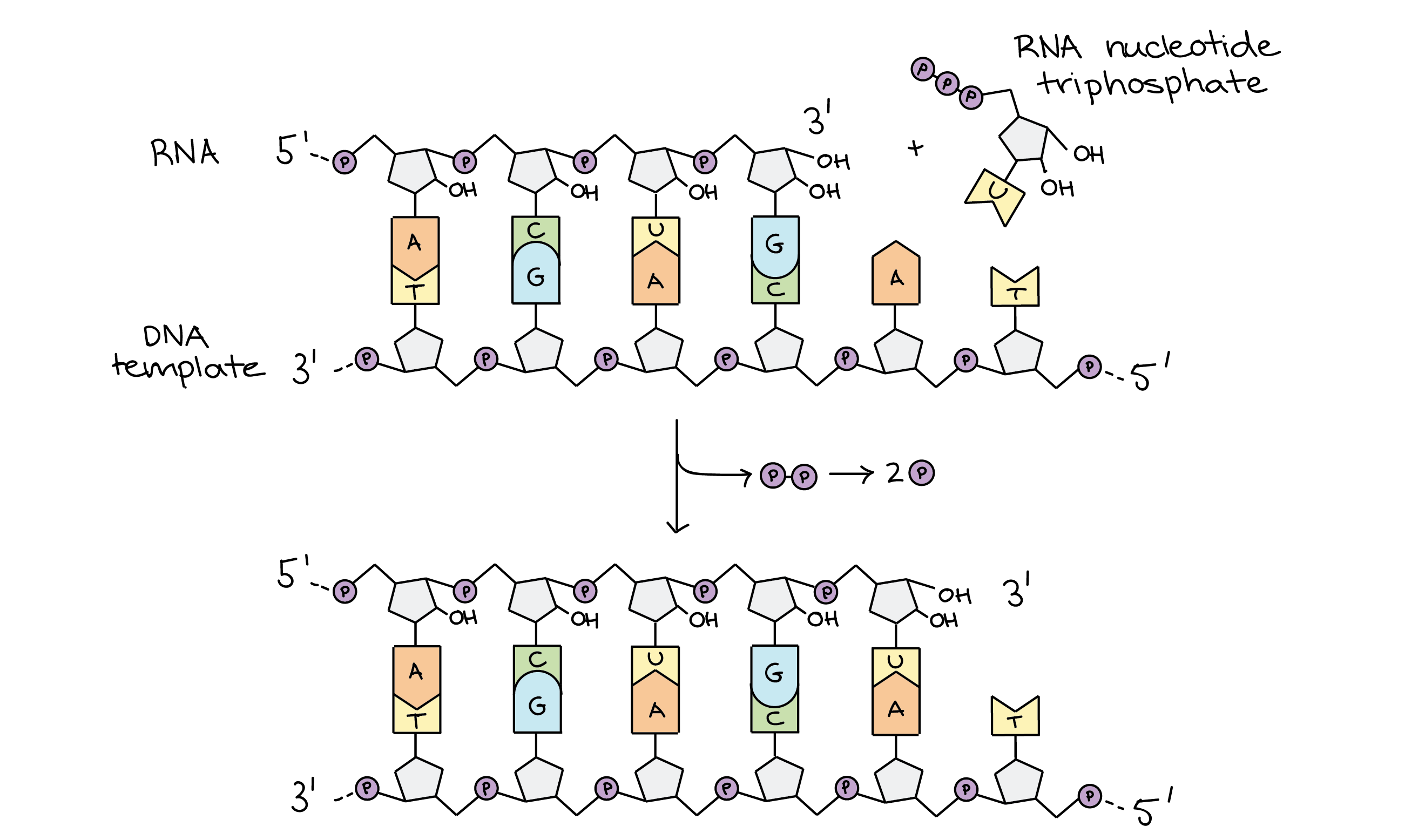 transcription diagram labeled