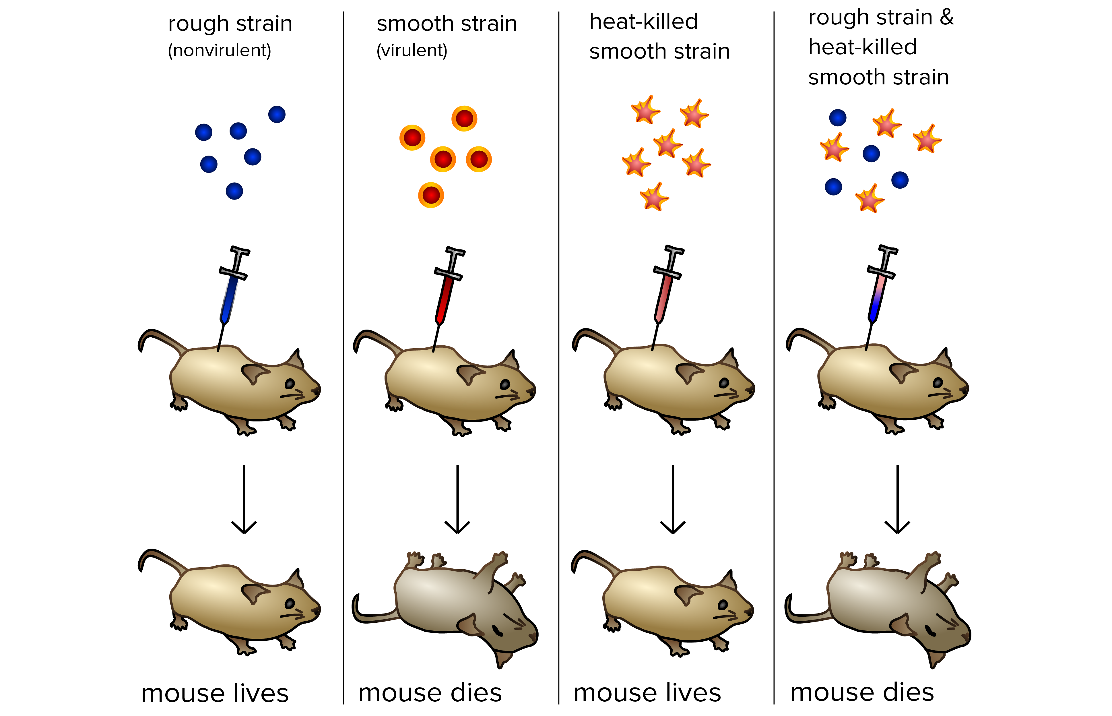 Diagrama ilustrando o experimento de Frederick Griffith com bactérias S e R.

1. Linhagem rugosa (não-patogênica). Quando esse tipo é injetado no rato, o rato vive.

2. Linhagem suave (patogênica). Quando esse tipo é injetado no rato, o rato pega pneumonia e morre.

3. Linhagem suave morta por calor. Quando células suaves mortas por calor são injetadas no rato, o rato vive.

4. Linhagem rugosa e linhagem suave morta por calor. Quando esses dois tipos de células são injetados no rato de forma misturada, o rato adquire pneumonia e morre.