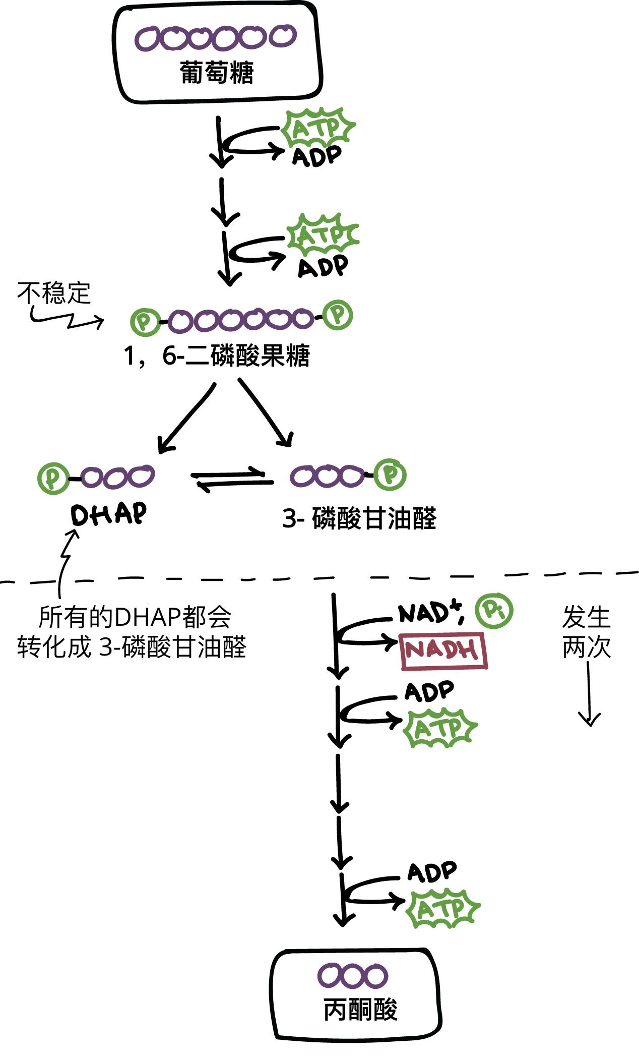 糖酵解(文章) | 呼吸作用| 可汗学院
