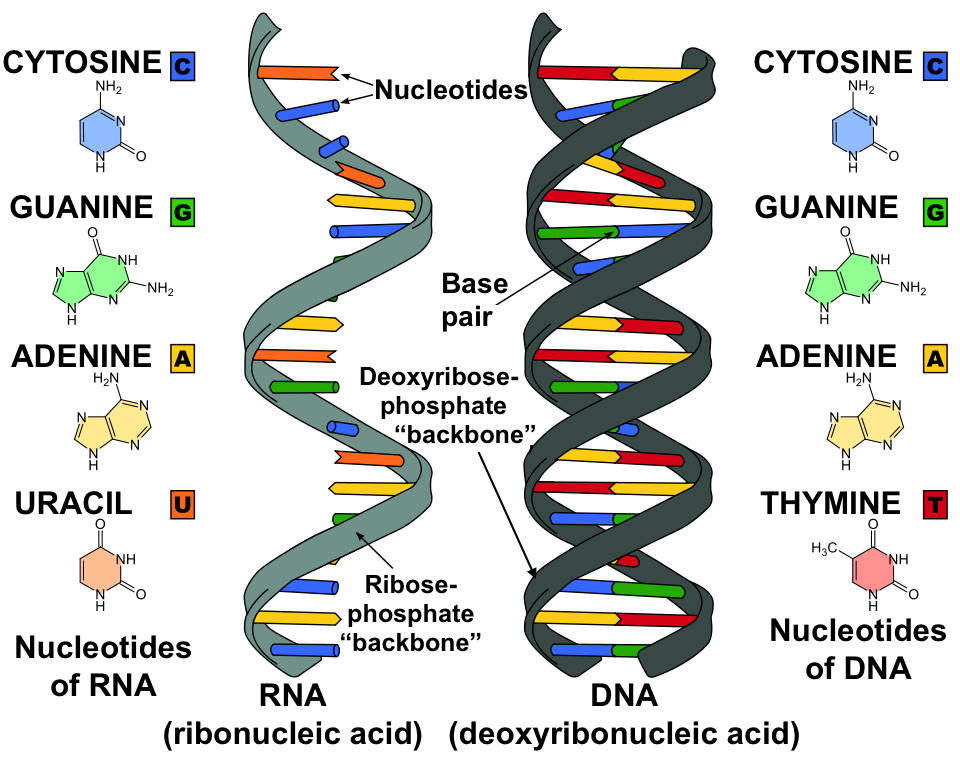 Image comparing the structure of single-stranded RNA with double-stranded DNA.