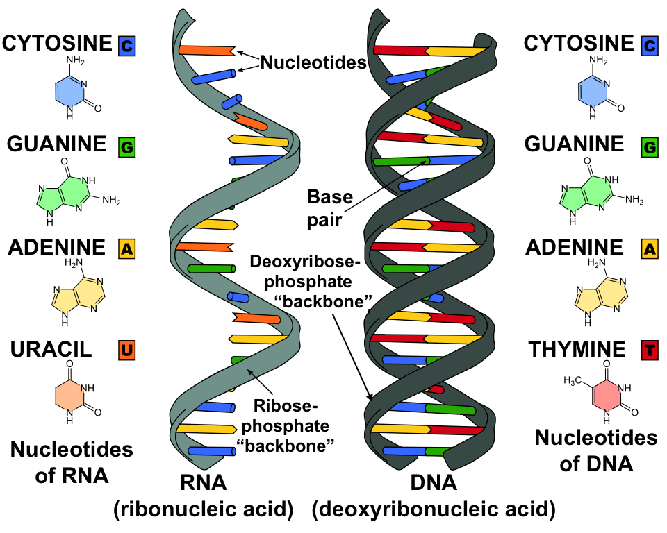 A/L - Biology - Structure of RNA - www.lkedu.lk