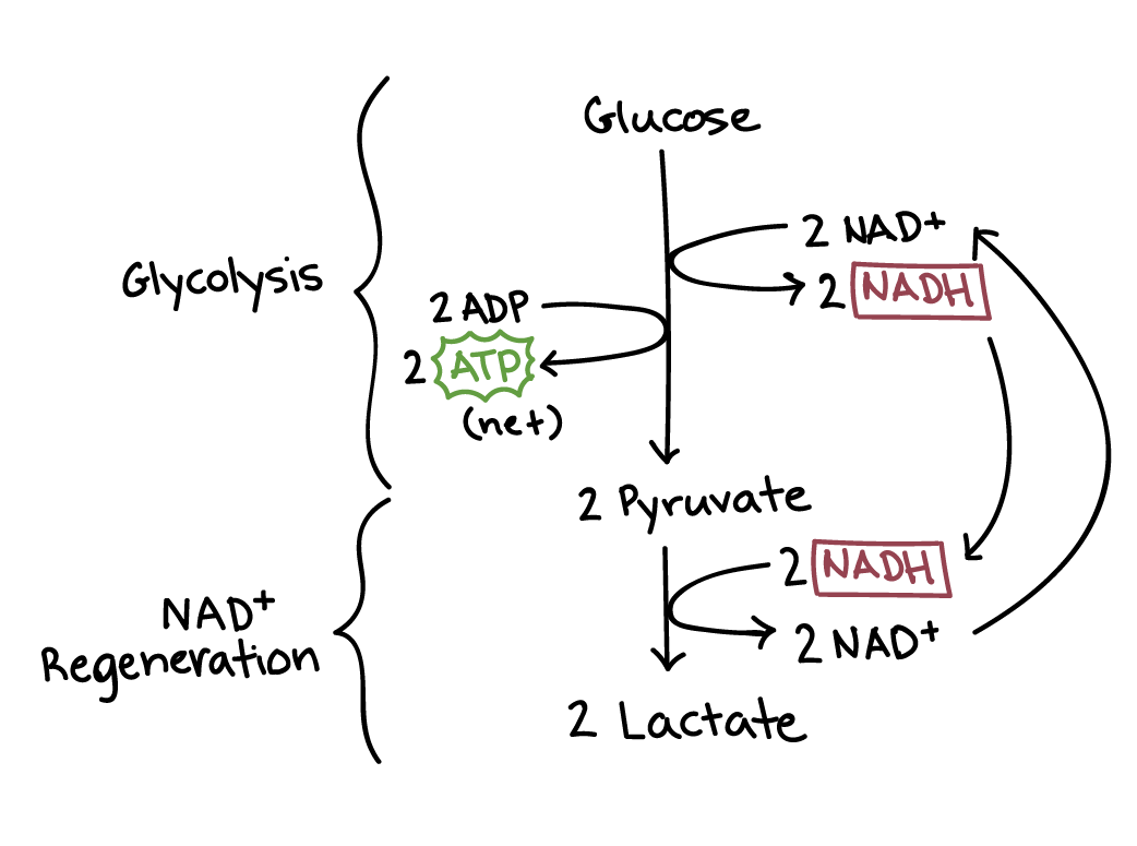 Diagram of lactic acid fermentation. Lactic acid fermentation has two steps: glycolysis and NADH regeneration. During glycolysis, one glucose molecule is converted to two pyruvate molecules, producing two net ATP and two NADH. During NADH regeneration, the two NADH donate electrons and hydrogen atoms to the two pyruvate molecules, producing two lactate molecules and regenerating NAD+.