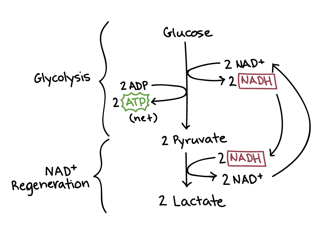 lactic acid fermentation in muscle cells