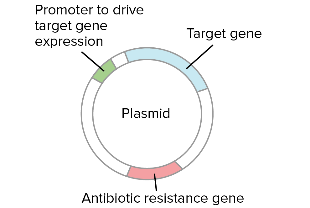 plasmid in bacteria