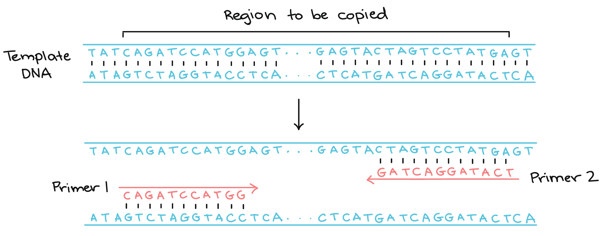 dna primers